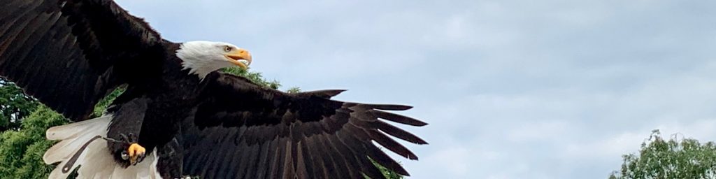 Von der Ameise über einen Geist zum Adler.